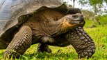 Galápagos